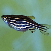 Zebra Fish